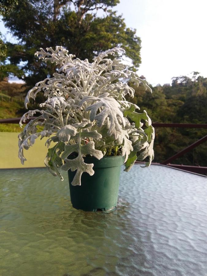 Quinta Los Volcanes Turrialba Eksteriør bilde