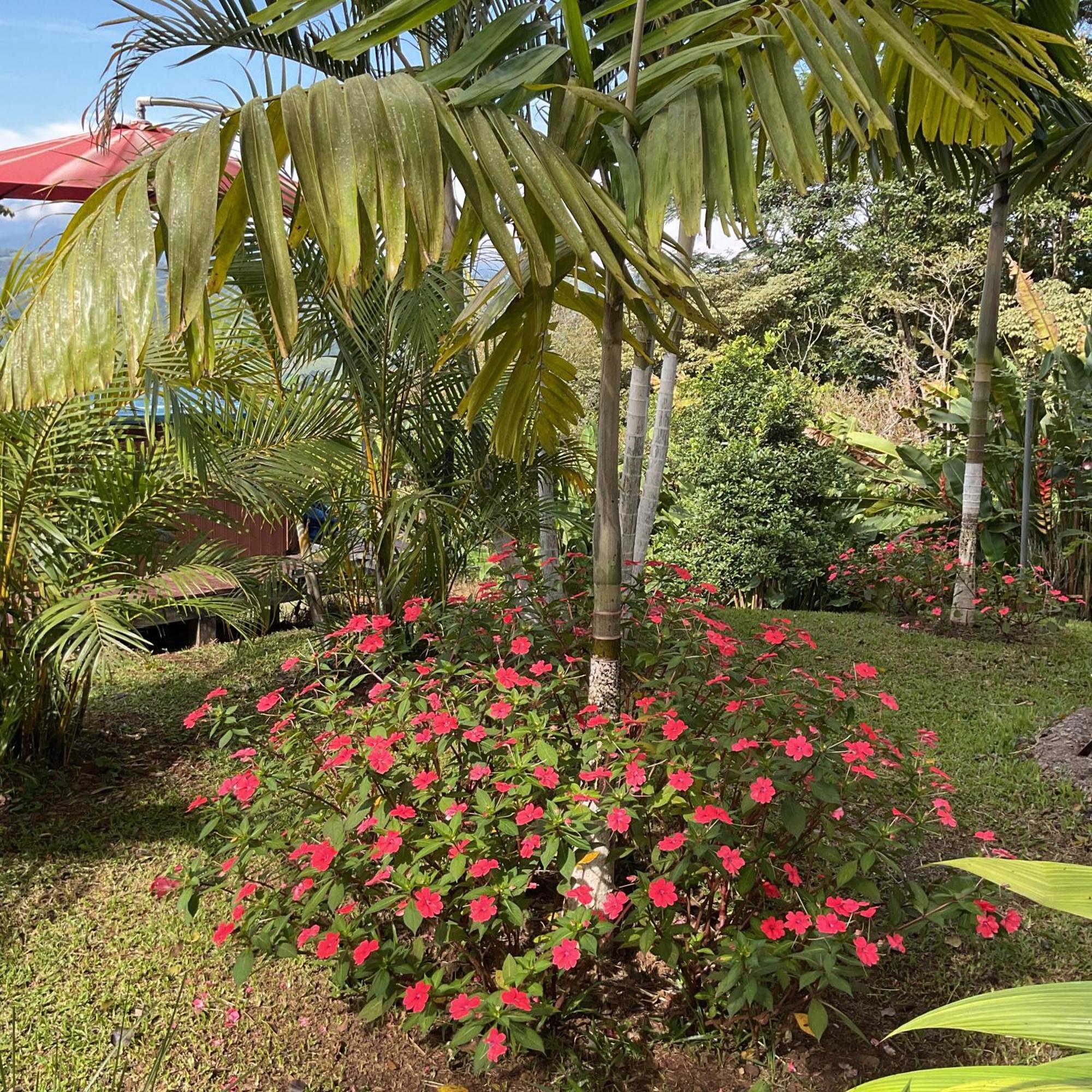 Quinta Los Volcanes Turrialba Eksteriør bilde